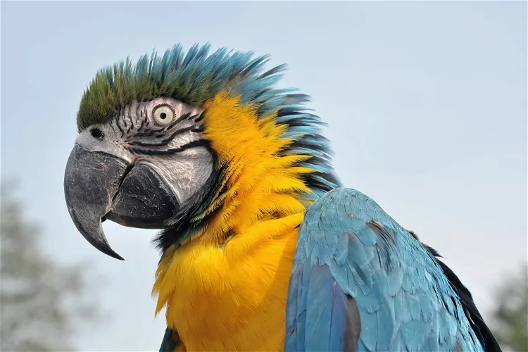 Weltvogelpark Walsrode
