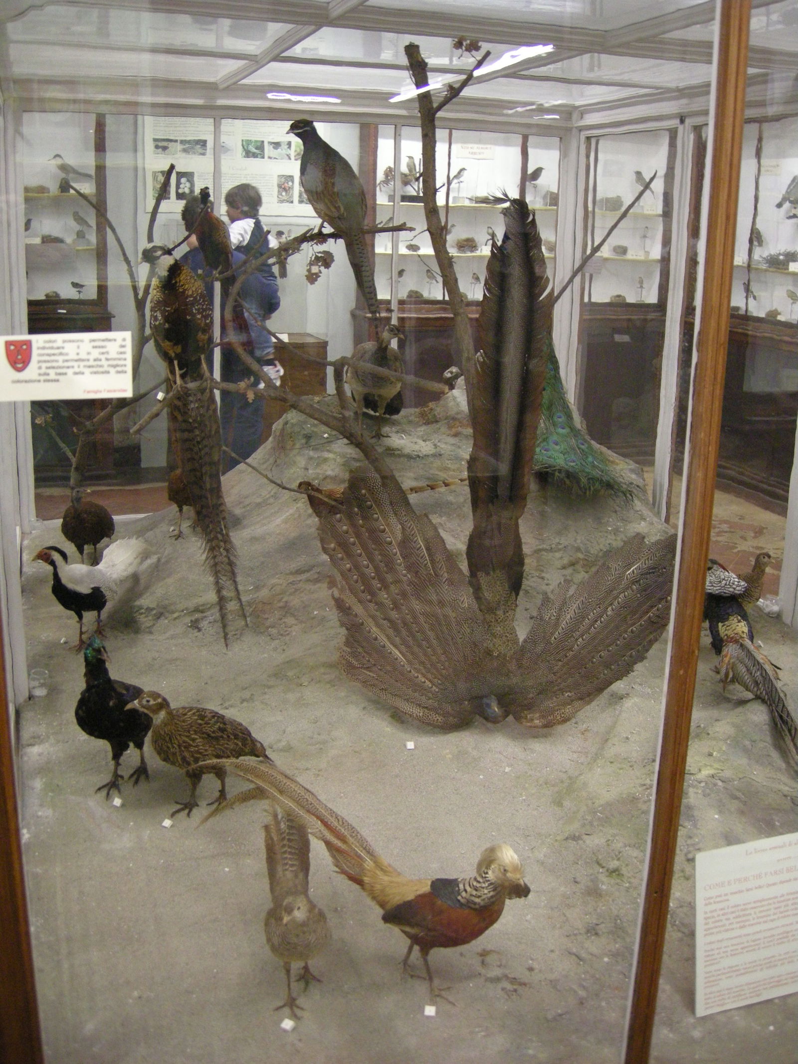 Museo Zoologico La Specola