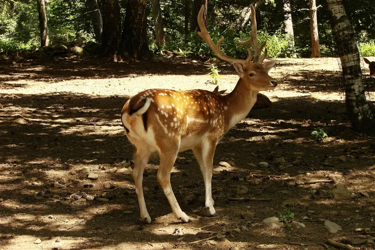 Zoo El Bosque