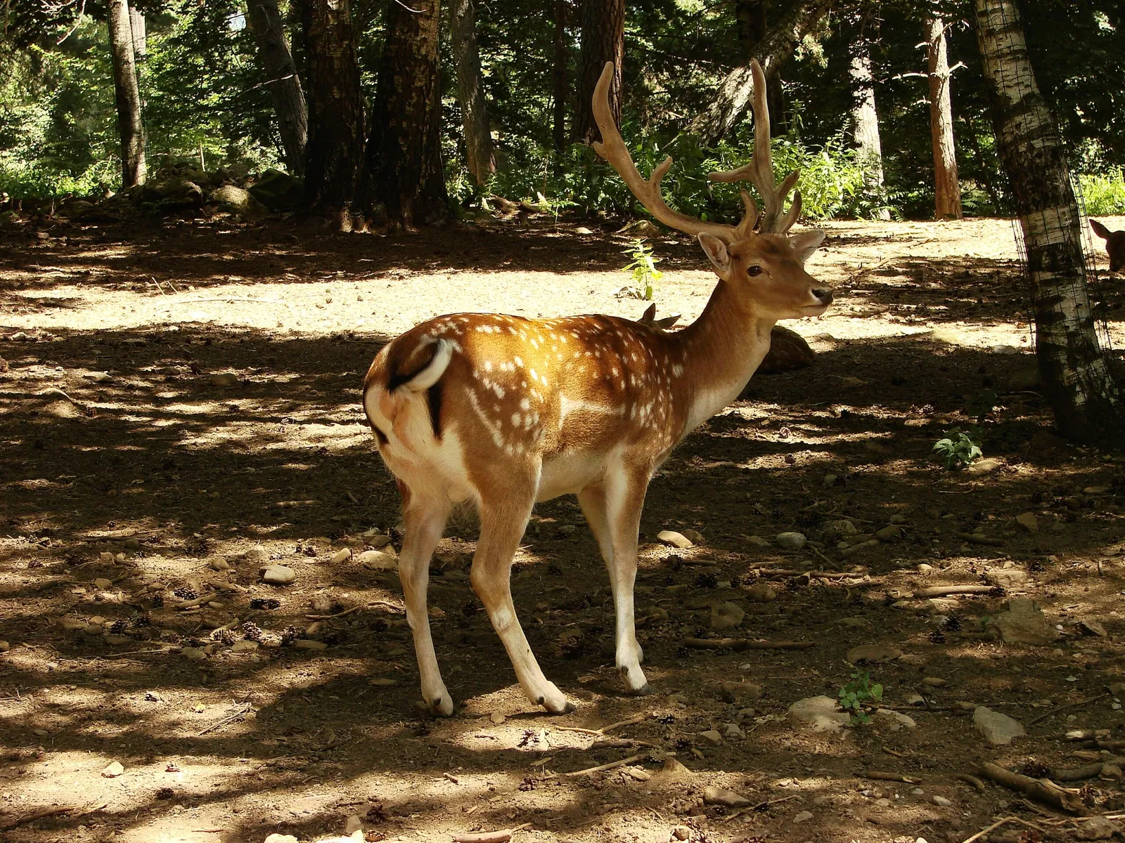 Zoológico El Bosque