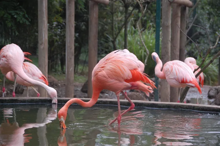 Santillana Zoo