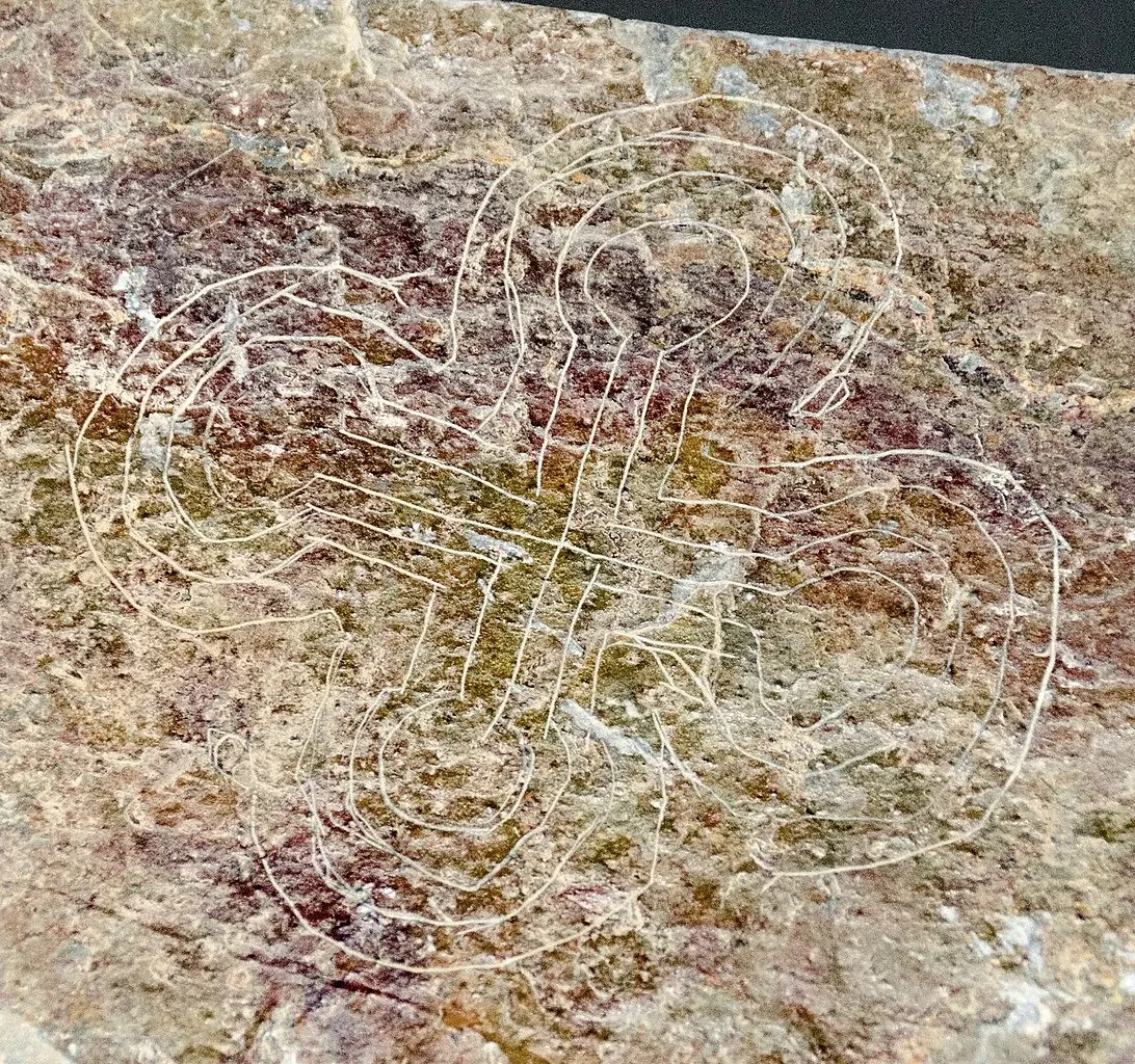 Museo archeologico delle Asturie