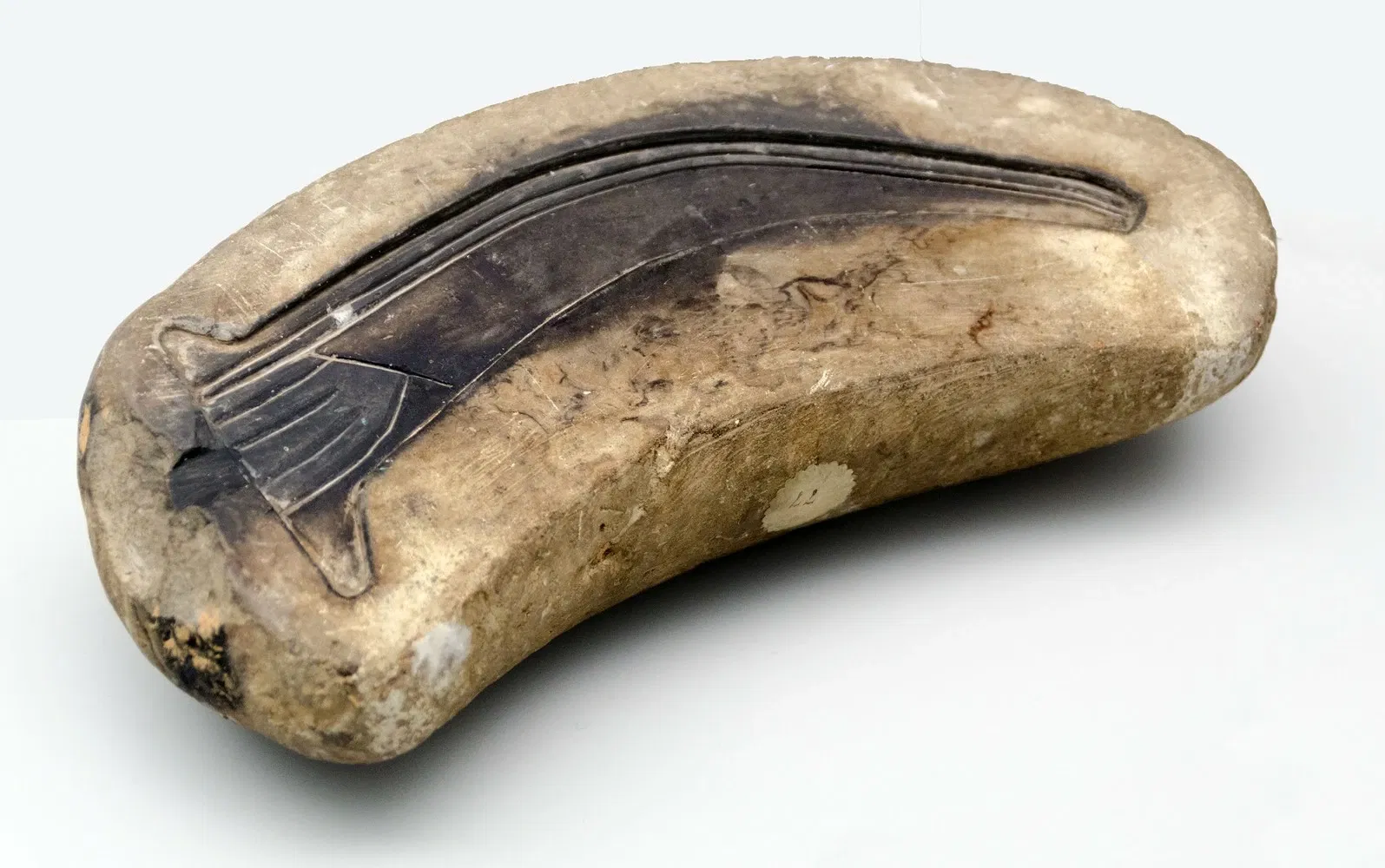 Museo Arqueológico de Asturias