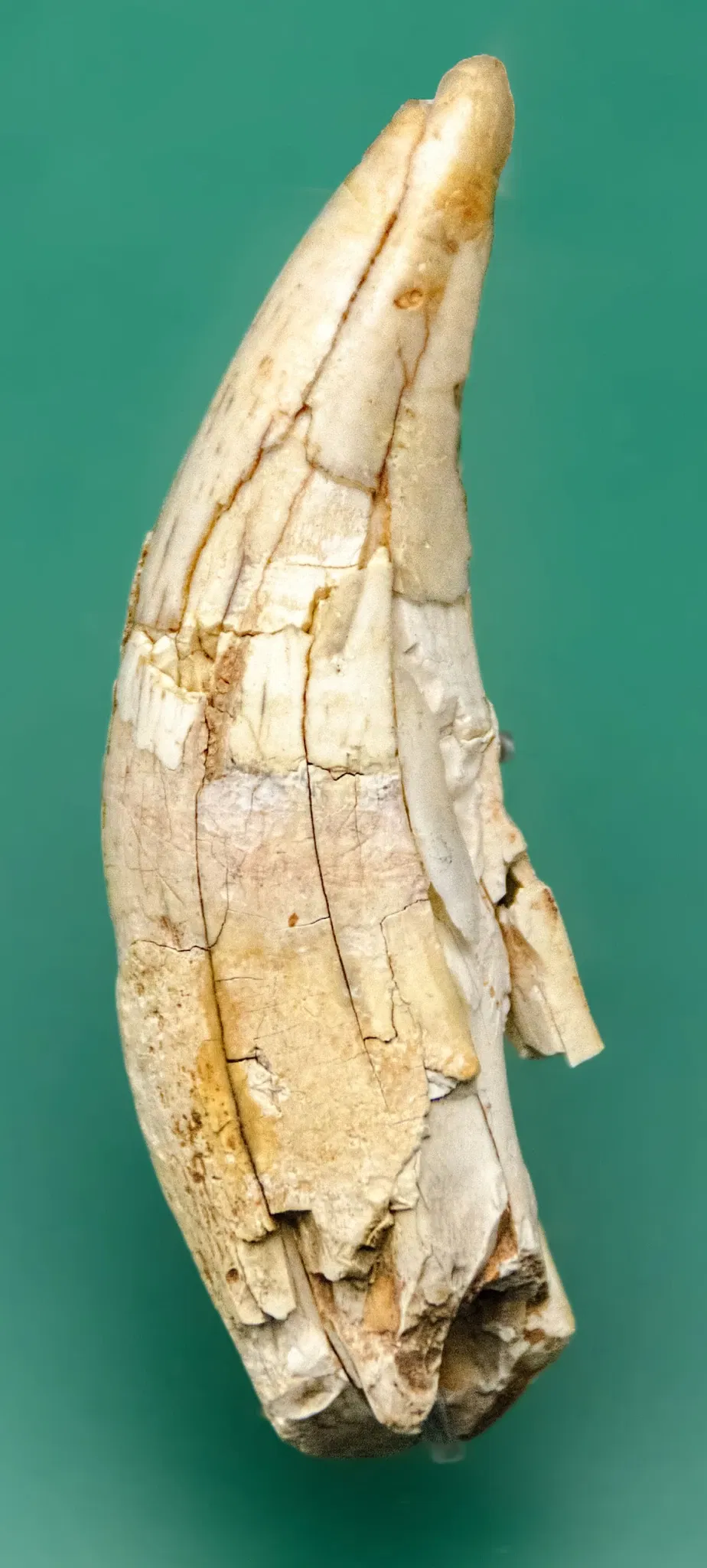 Archaeological Museum of Asturias