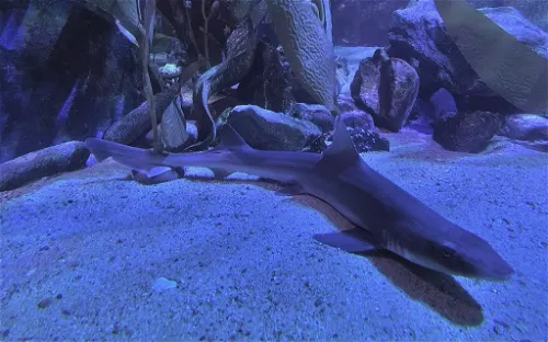 SEA LIFE Aquarium