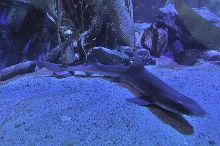 SEA LIFE Aquarium