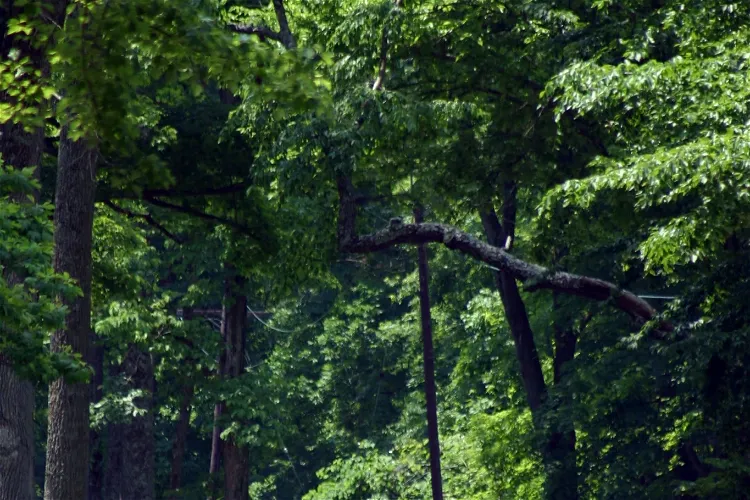 Fort Ancient Erdwerk (Lebanon, Ohio)