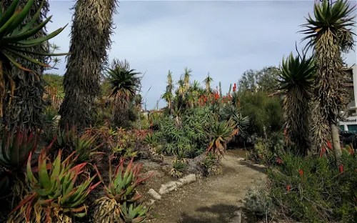 UCLA Mathias Botanical Garden