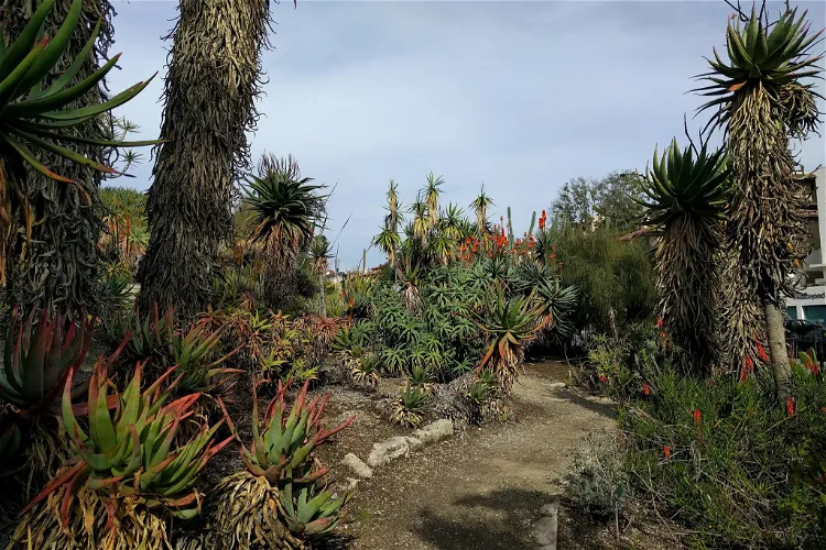 UCLA Mathias Botanical Garden