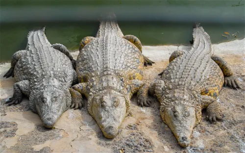 Crocodile Park