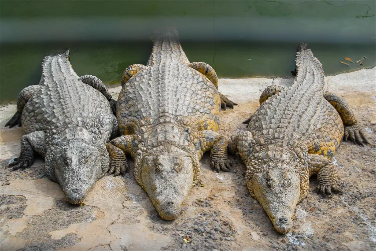 Crocodile Park