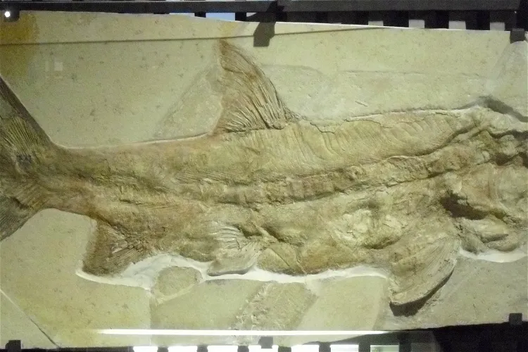 Jura Museum