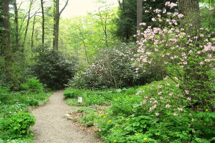 Garden in the Woods