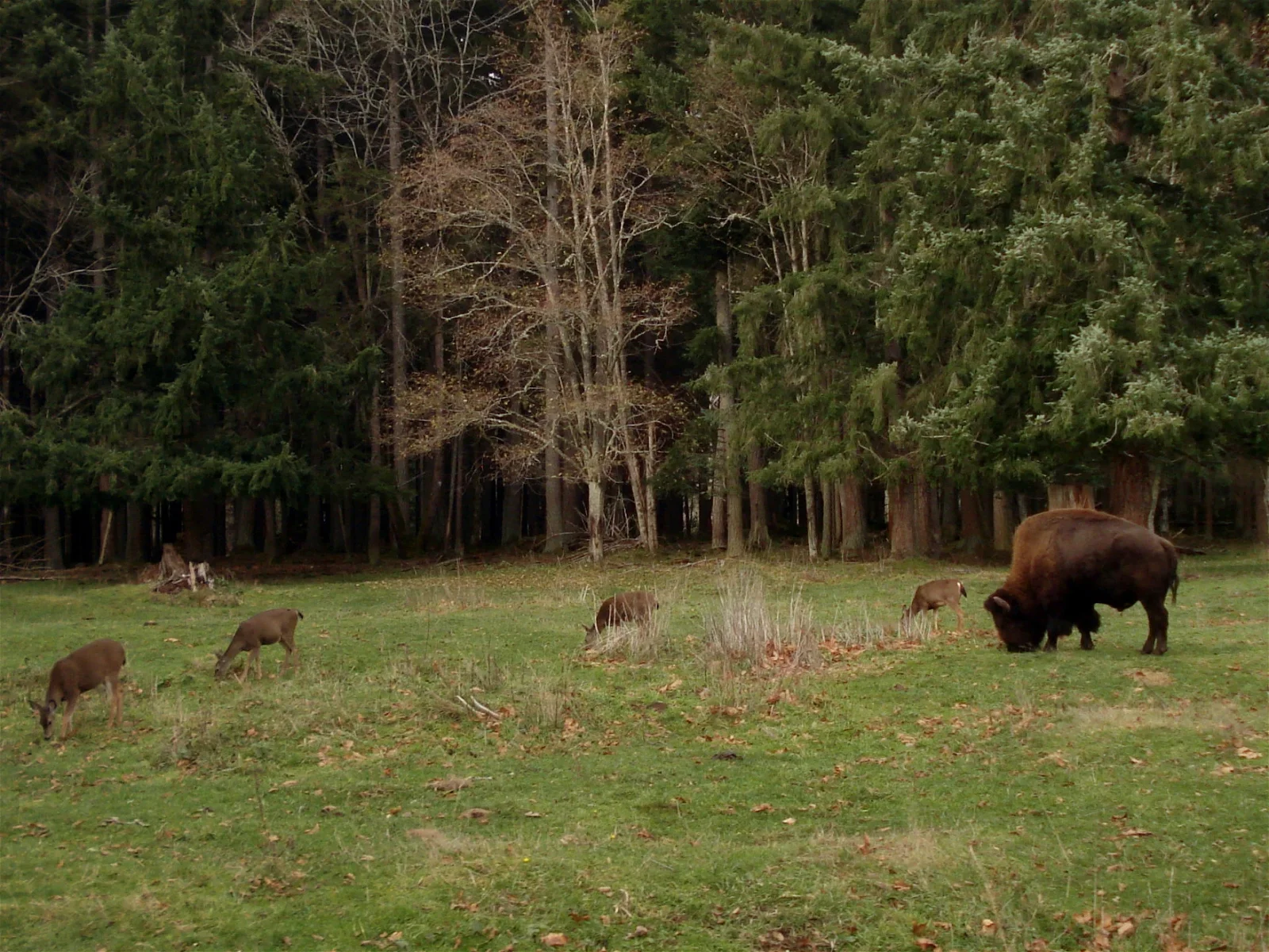 Northwest Trek Wildlife Park