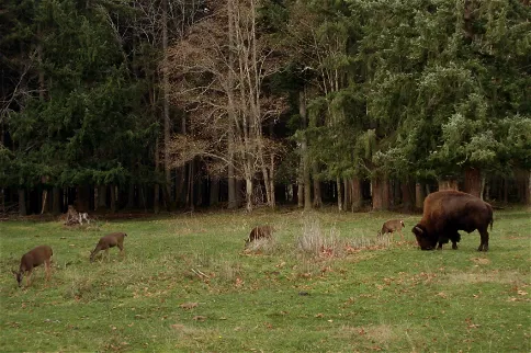 Northwest Trek Wildlife Park