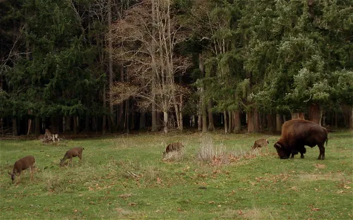 Northwest Trek Wildlife Park