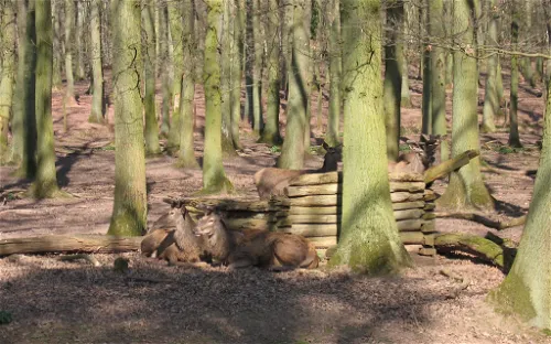 Hochwildpark Rheinland in Mechernich-Kommern