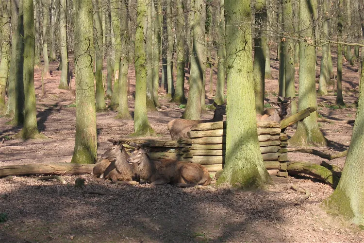 Hochwildpark Rheinland in Mechernich-Kommern