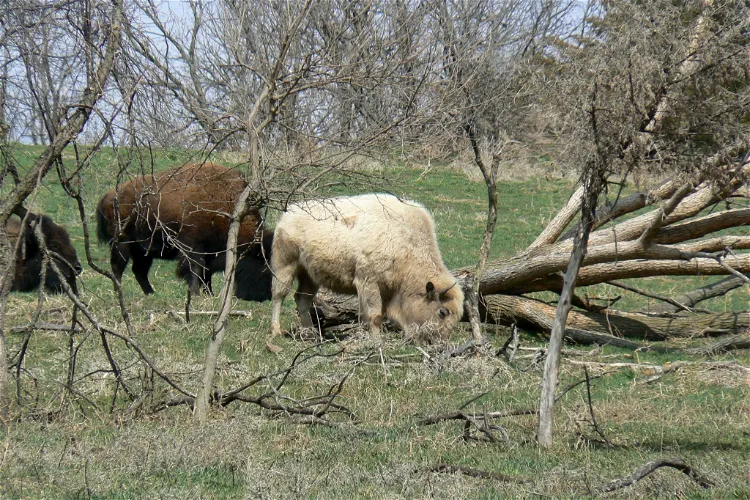 Lee G. Simmons Conservation Park and Wildlife Safari