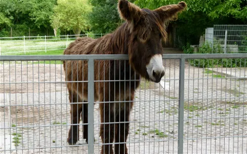 Fasanerie Gross Gerau - Tiergarten-Gross Gerau EV