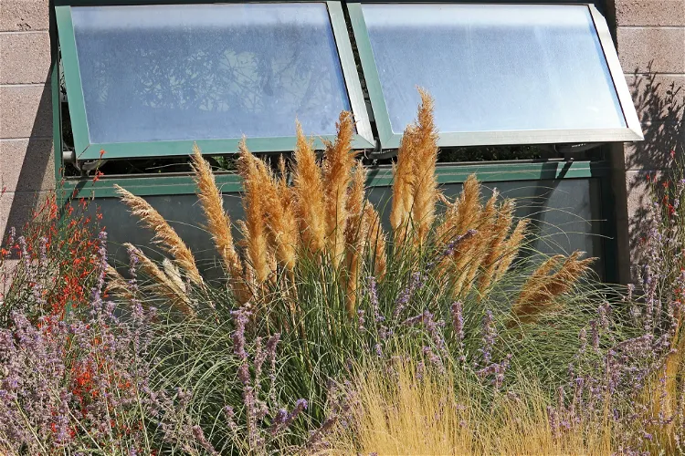 Jardín botánico de Río Grande
