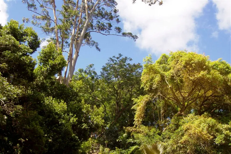 Jardín botánico Wahiawa