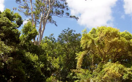 Wahiawa Botanical Garden