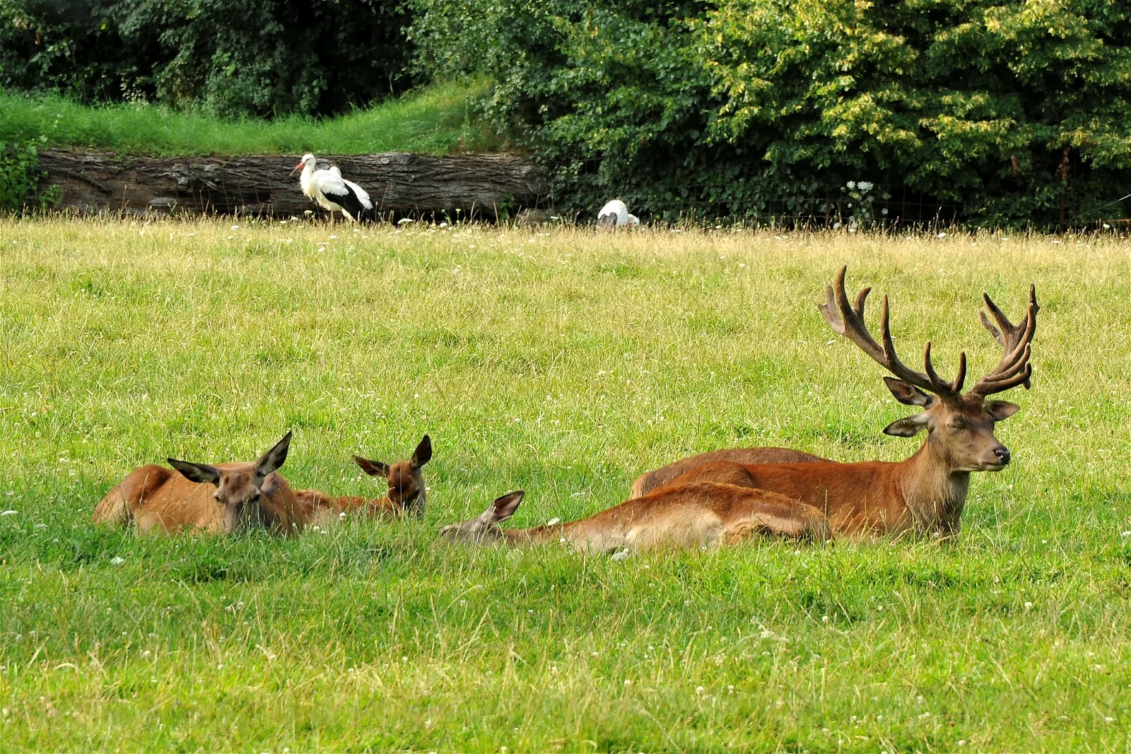 Bad Mergentheim Wildlife Park