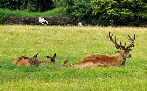 Bad Mergentheim Wildlife Park