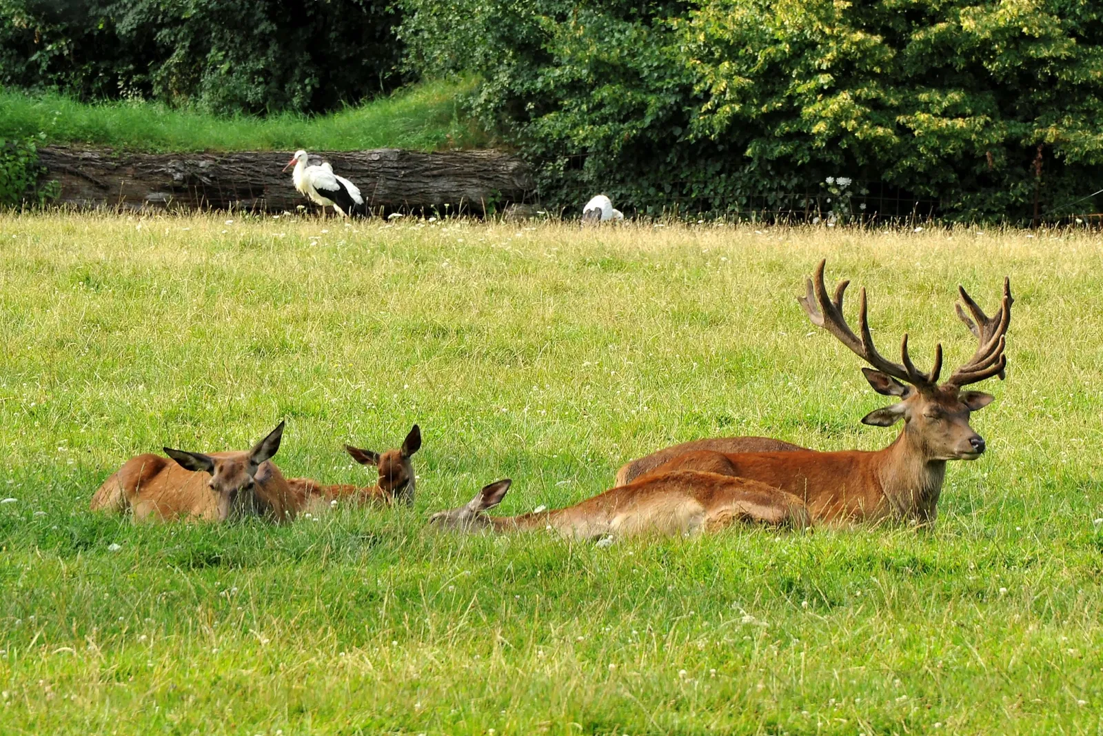 Wildpark Bad Mergentheim
