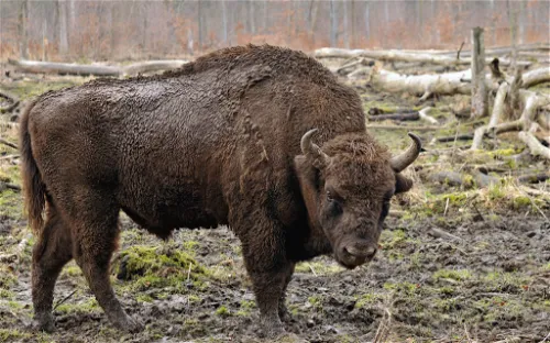 Springe Bison Reserve