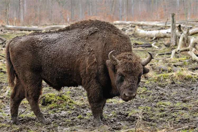 Springe Bison Reserve