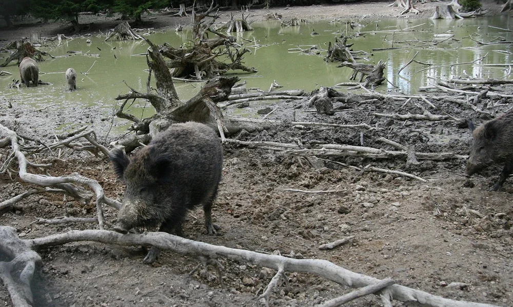 Walderlebniszentrum Grünwald Sauschütt
