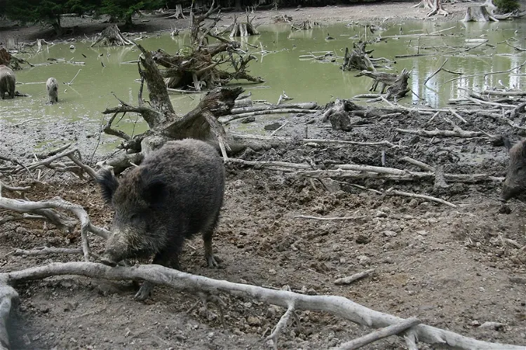 Walderlebniszentrum Grünwald Sauschütt