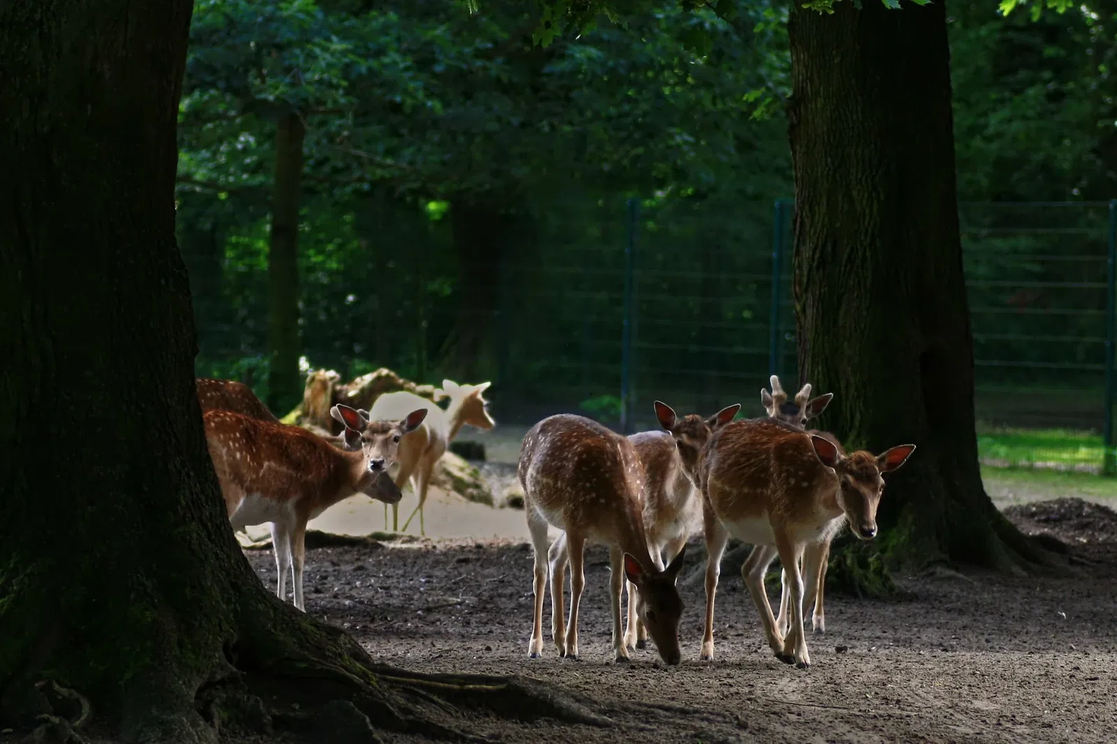 Schone Tierpark Neumunster Preise Ebenbild