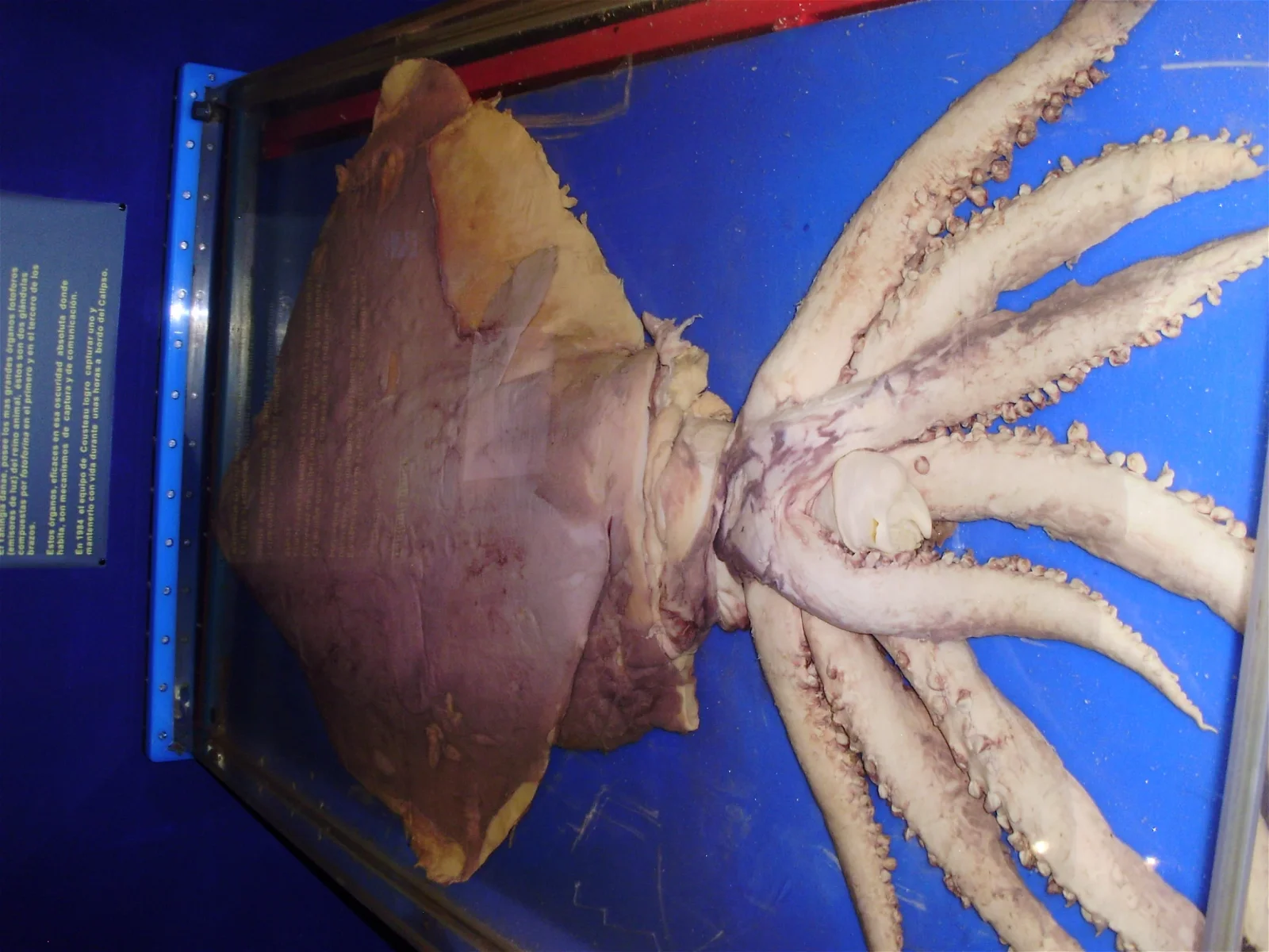 Giant Squid Museum