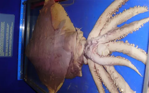 Giant Squid Museum