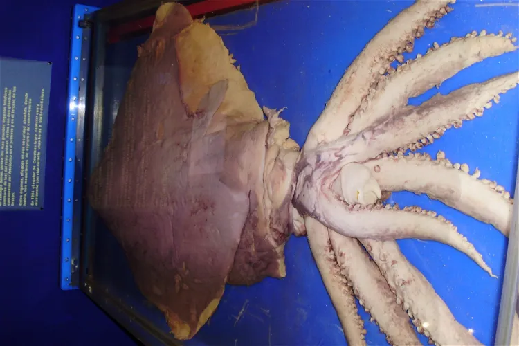 Giant Squid Museum