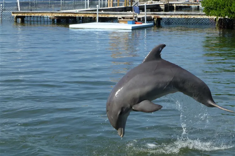 Dolphin Research Center