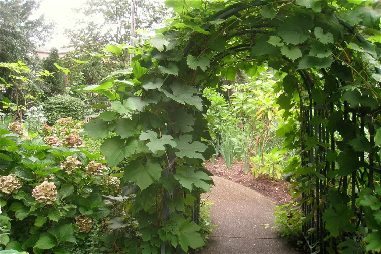 Jardín botánico bíblico Rodef Shalom
