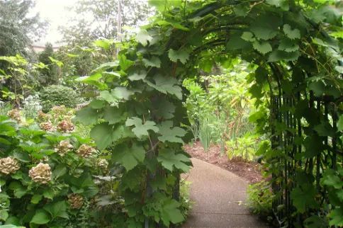 Rodef Shalom Biblical Botanical Garden