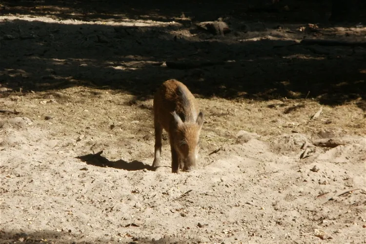 Wildgehege Oftersheim