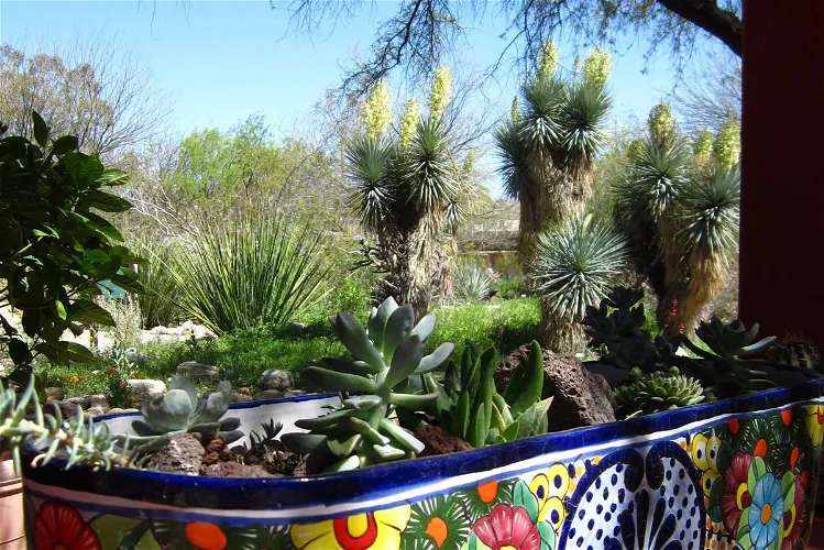 Jardín botánico de Tucson