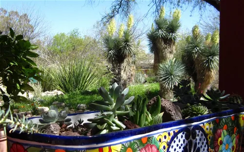 Tucson Botanical Gardens