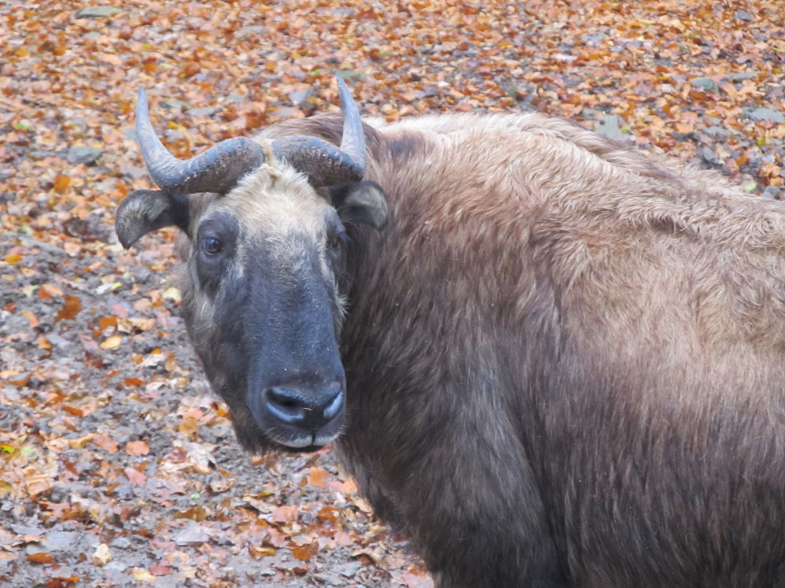 Parc animalier de Bouillon