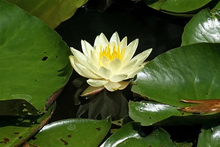 Jardín botánico Kanapaha