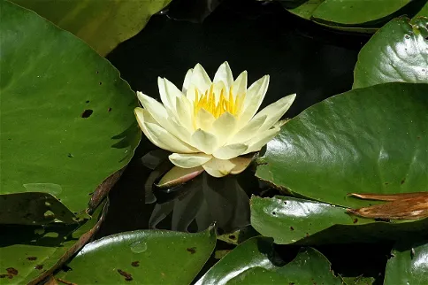 Kanapaha Botanical Gardens