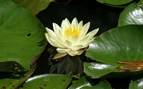 Kanapaha Botanical Gardens