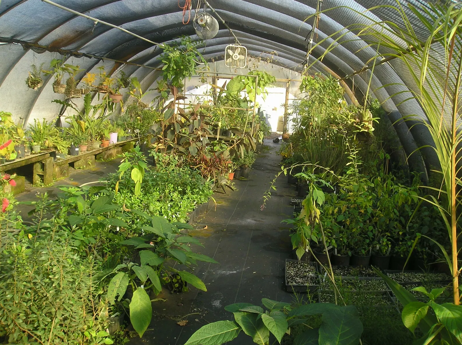 Jardín botánico de la Universidad del Sur de Florida