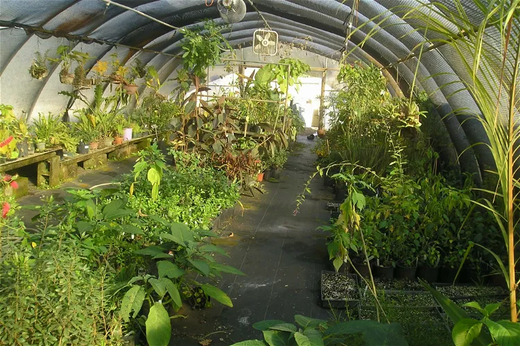 Jardín botánico de la Universidad del Sur de Florida